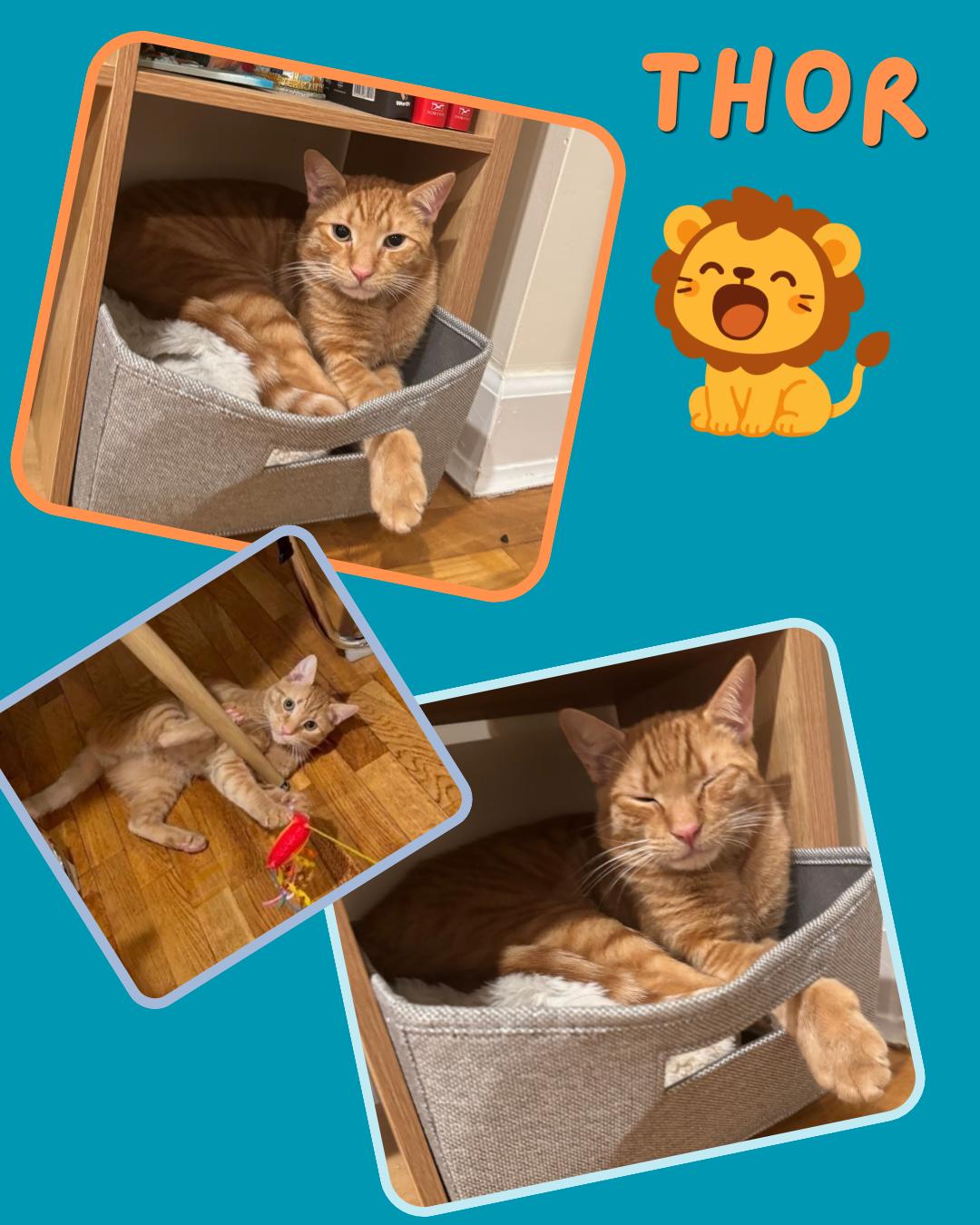 Thor and Loki , a ADOPTABLE Domestic Short Hair in Bronx, NY image 2/6