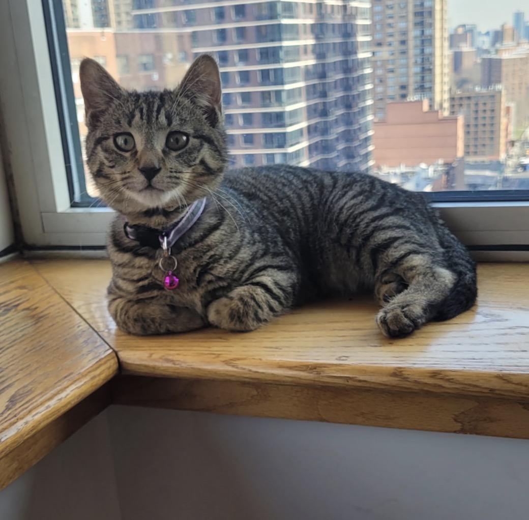 Enlarge Thor and Loki , a ADOPTABLE Domestic Short Hair in Bronx, NY image 6/6
