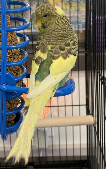 Enlarge Kiwi can't be any kuter!   , a ADOPTABLE Parakeet (Other) in Bedford Hills, NY image 2/2