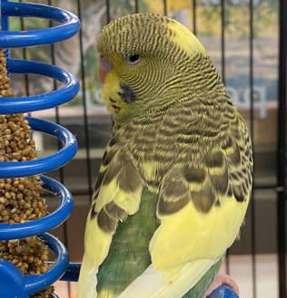 Enlarge Kiwi can't be any kuter!   , a ADOPTABLE Parakeet (Other) in Bedford Hills, NY image 1/2