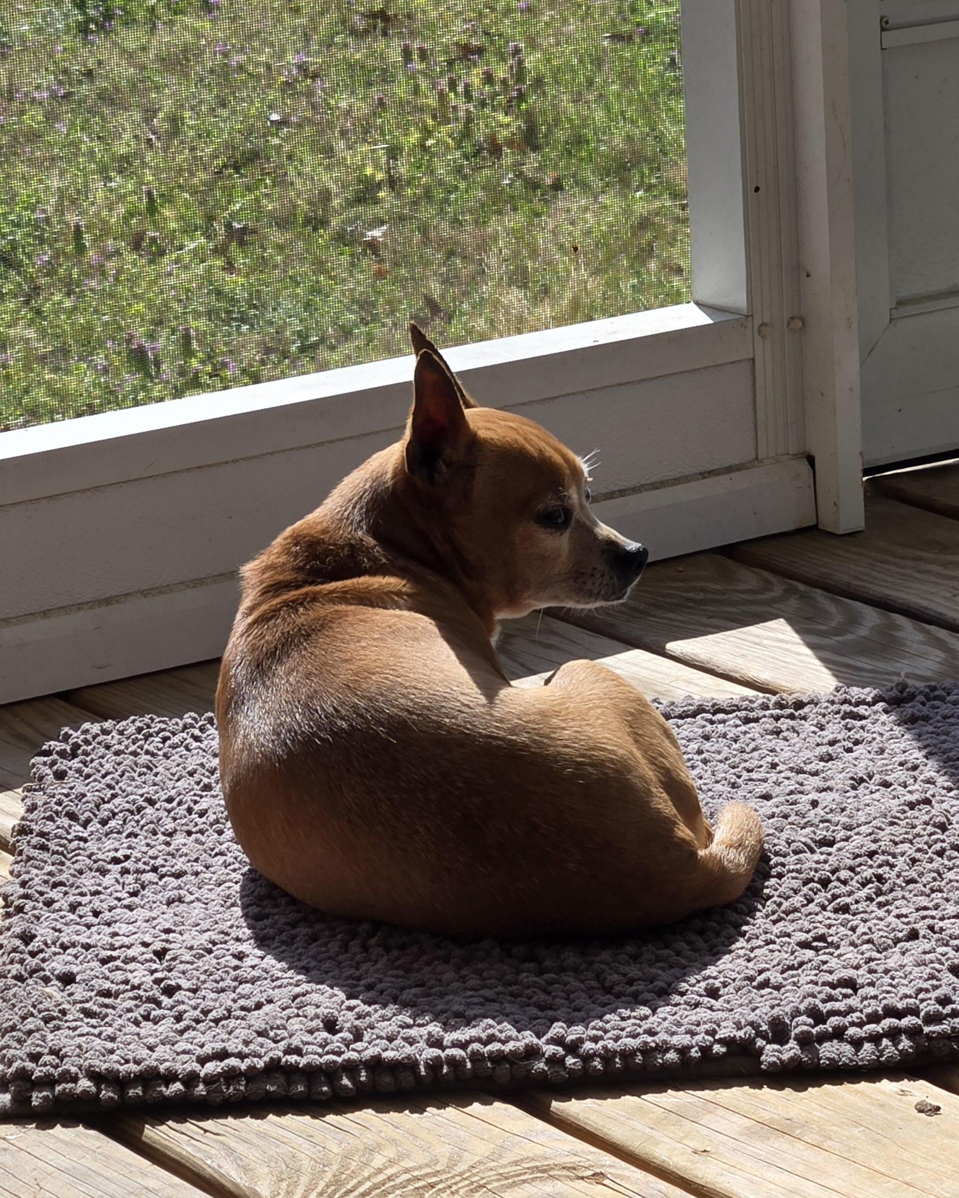 Chow the Chihuahua (aka. CC)