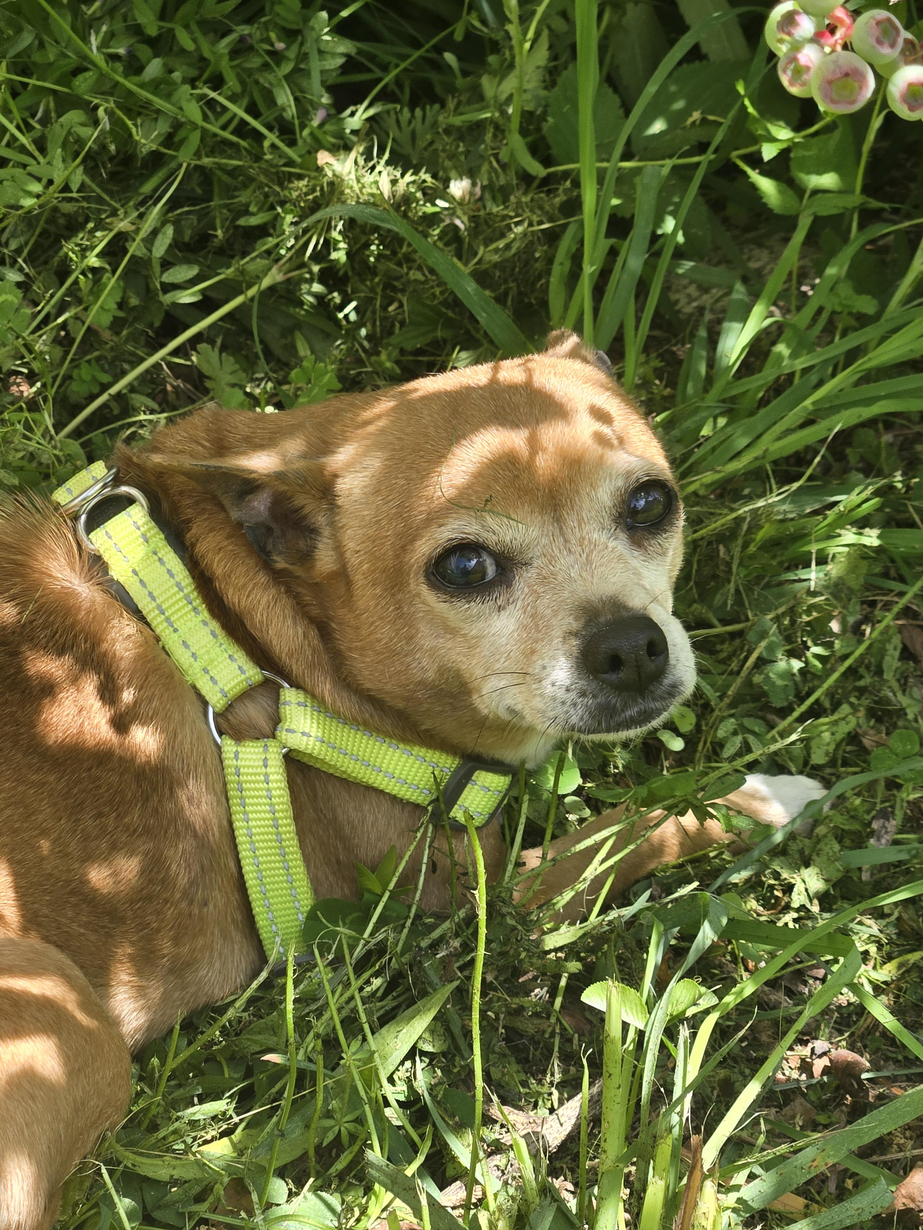 Chow the Chihuahua (aka. CC)