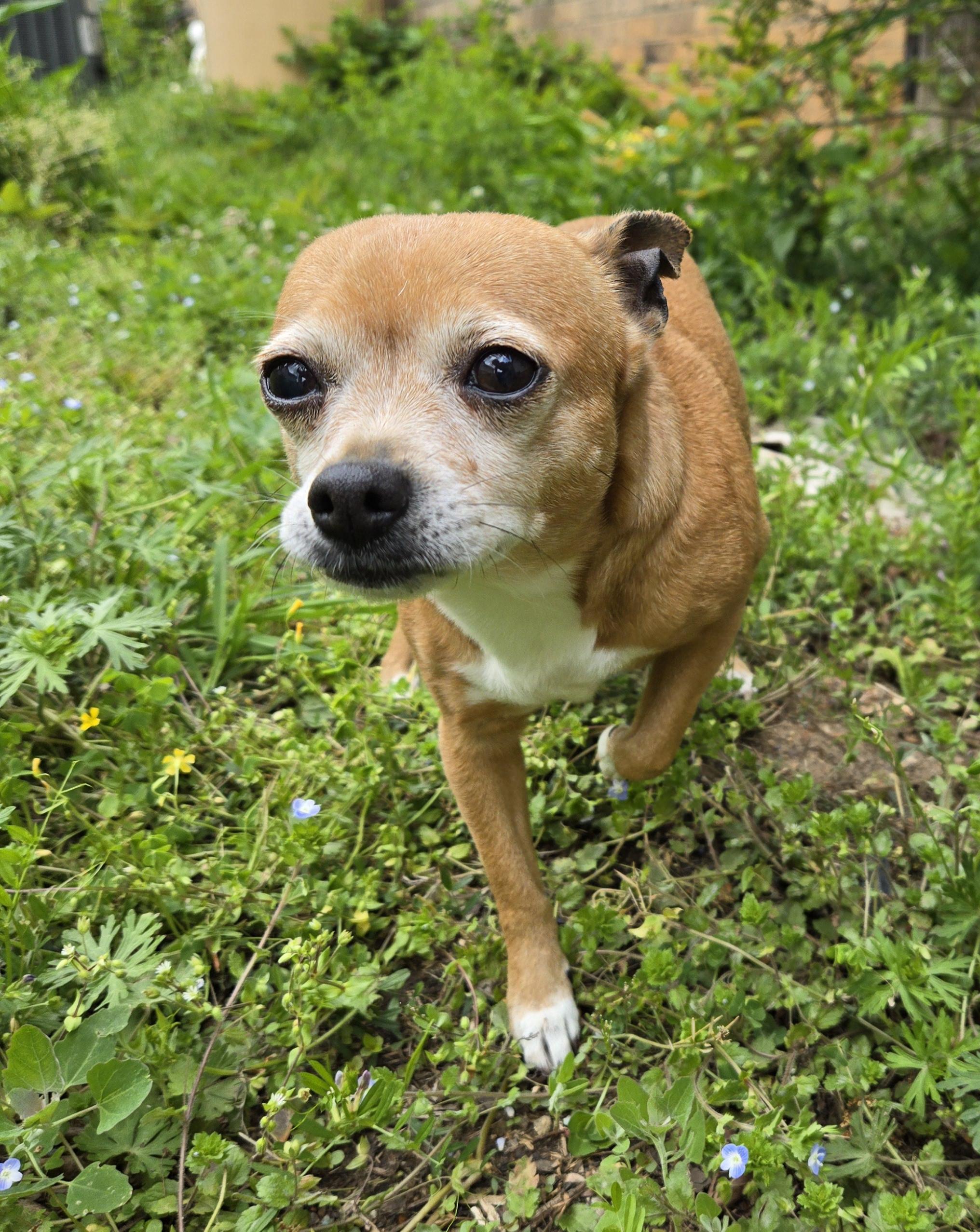 Chow the Chihuahua (aka. CC)