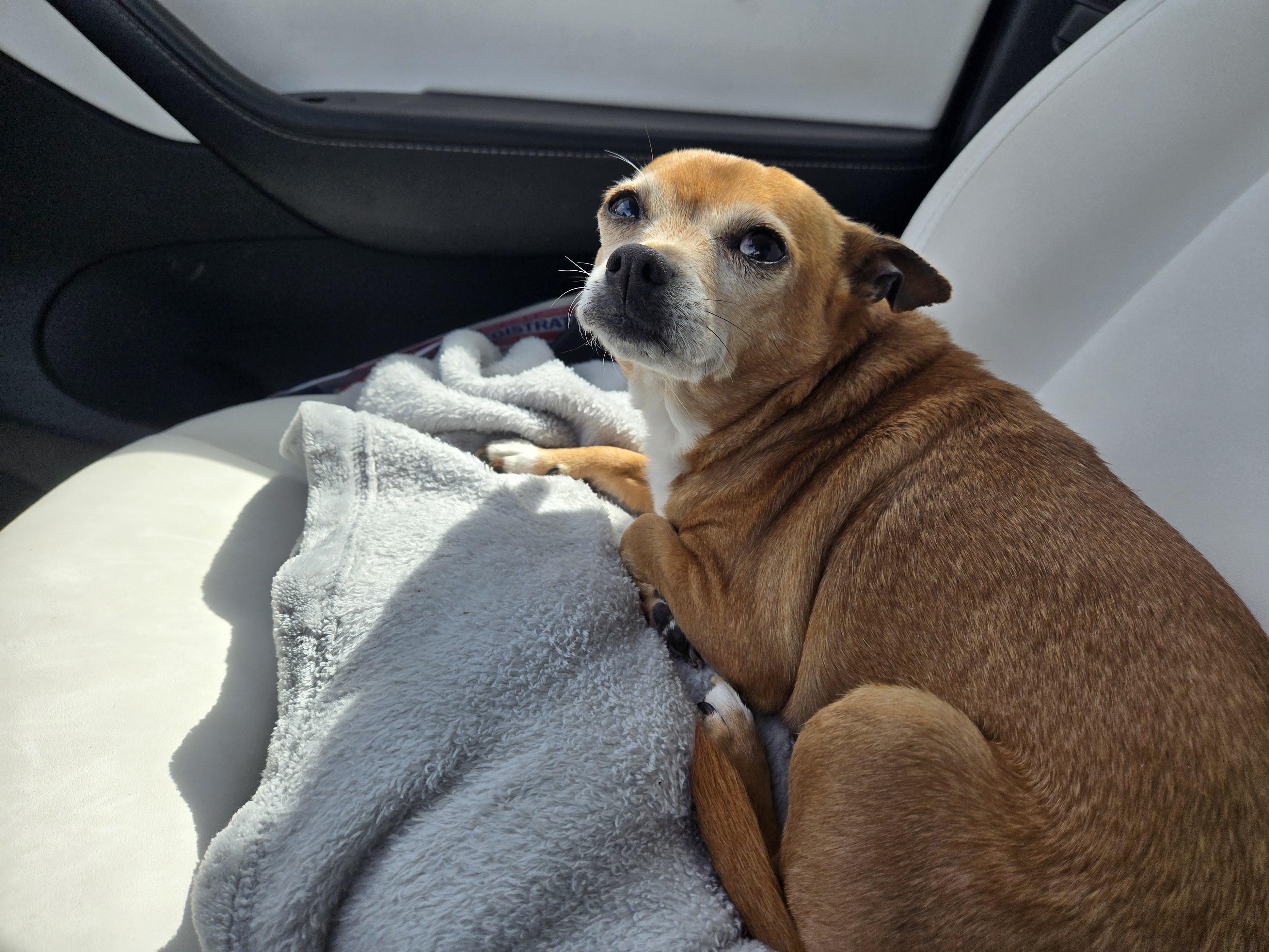 Chow the Chihuahua (aka. CC)