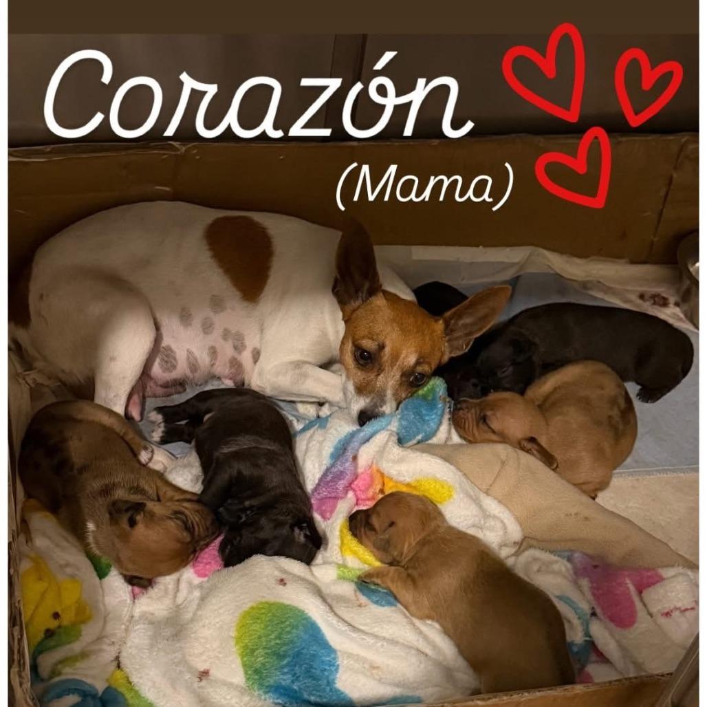 Enlarge Corazon, a Adoptable mixed breed in North Port, FL image 1/1