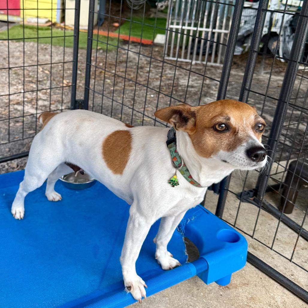Corazon, a Adoptable mixed breed in North Port, FL image 2/2