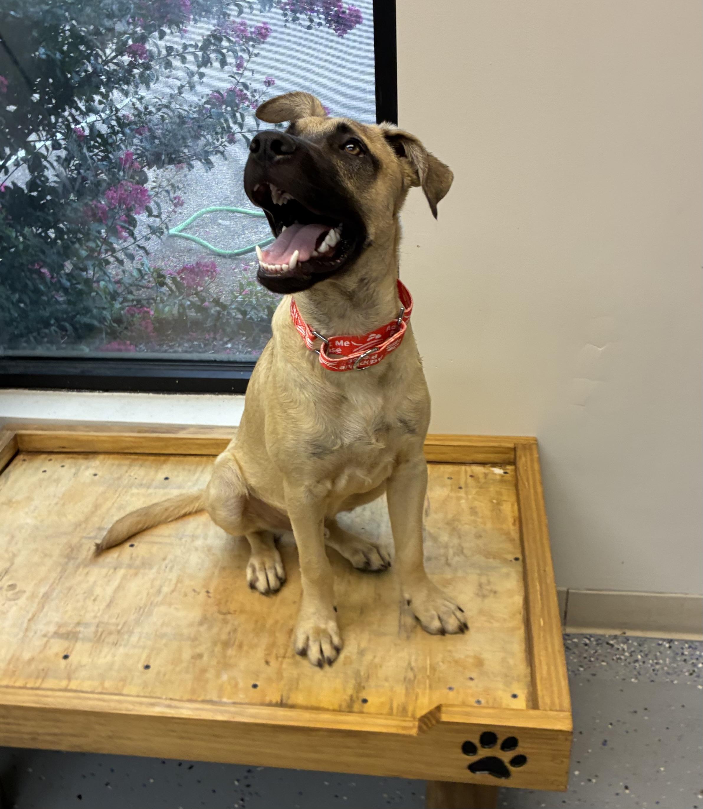 Willie, a Adoptable mixed breed in Senatobia, MS image 3/3