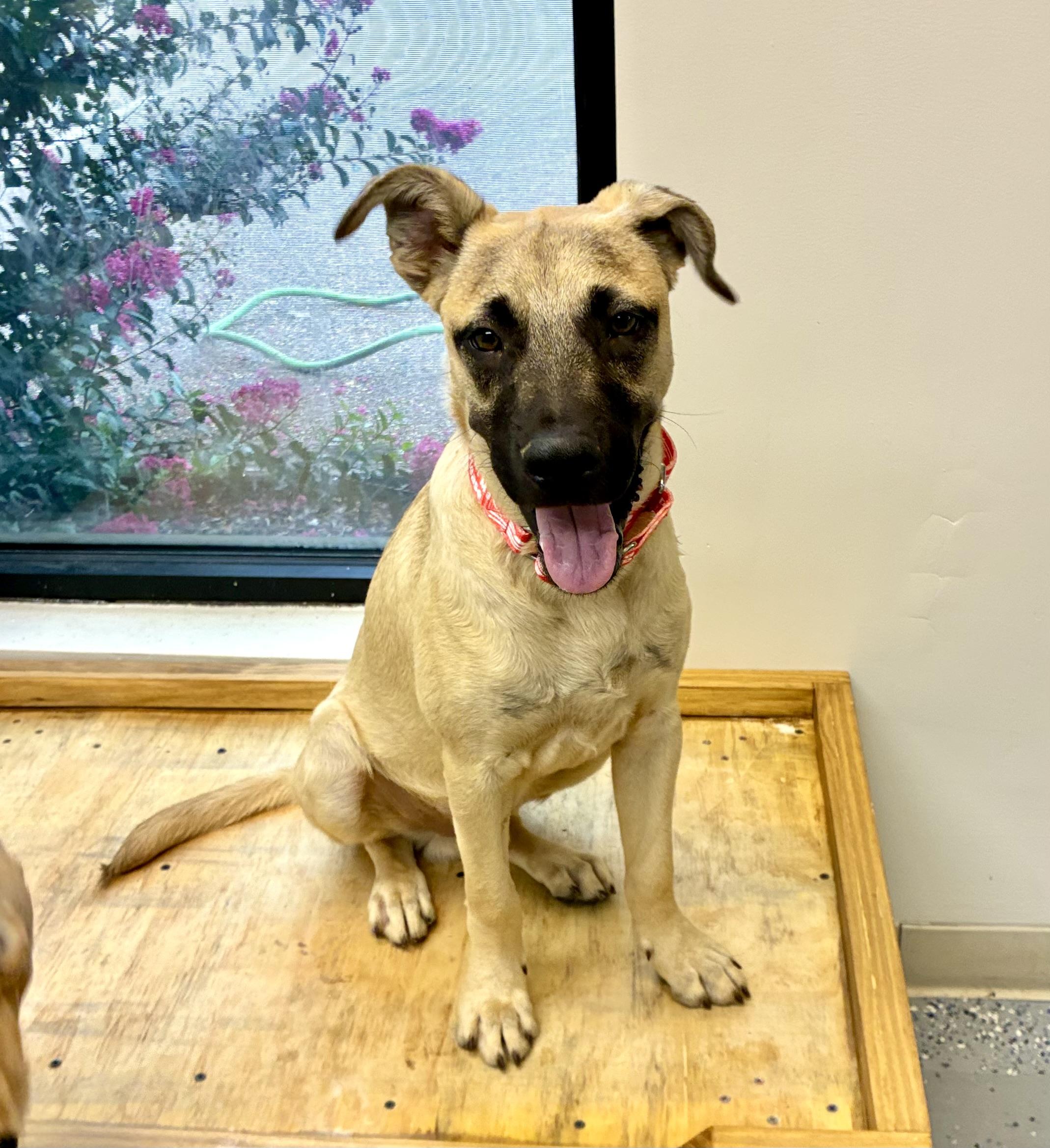 Willie, Adoptable, Young Male Shepherd.