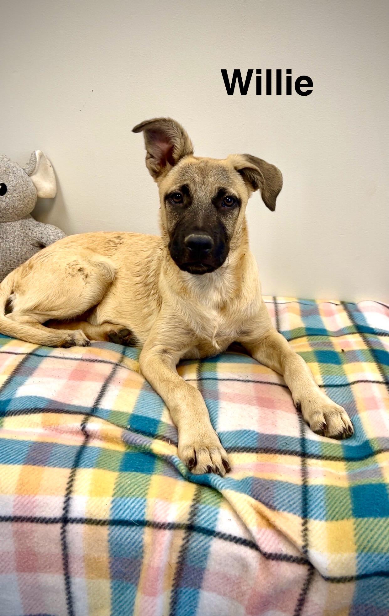 Willie, Adoptable, Young Male Shepherd.