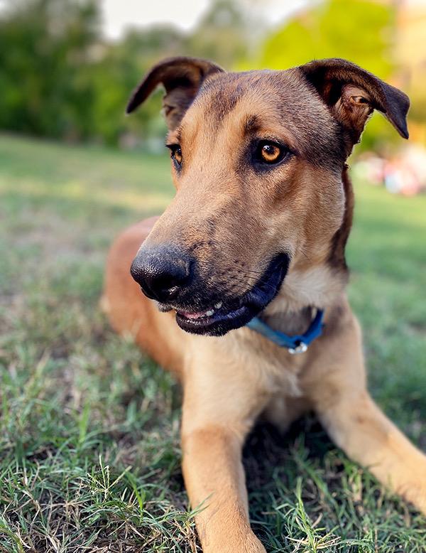 Bruno, Adoptable, Young Male Shepherd & Labrador Retriever.