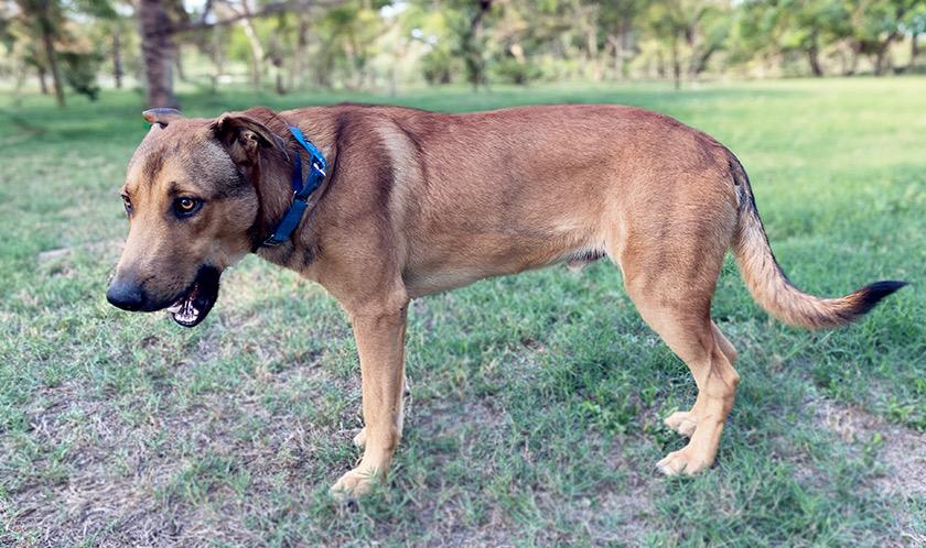Enlarge Bruno, a Adoptable mixed breed in Wichita, KS image 3/4