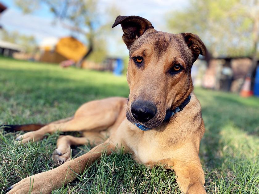 Enlarge Bruno, a Adoptable mixed breed in Wichita, KS image 2/4
