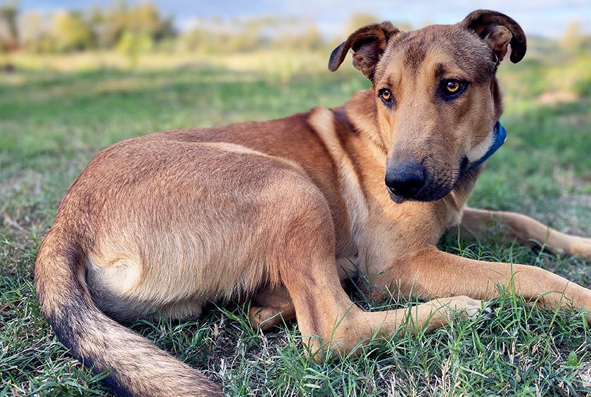 Enlarge Bruno, a Adoptable mixed breed in Wichita, KS image 4/4
