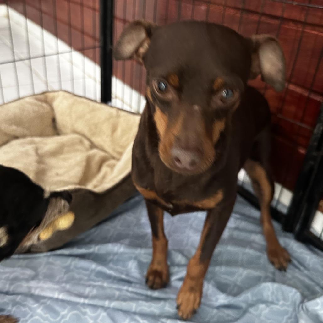 Florinda, Adoptable, Adult Female Doberman Pinscher.