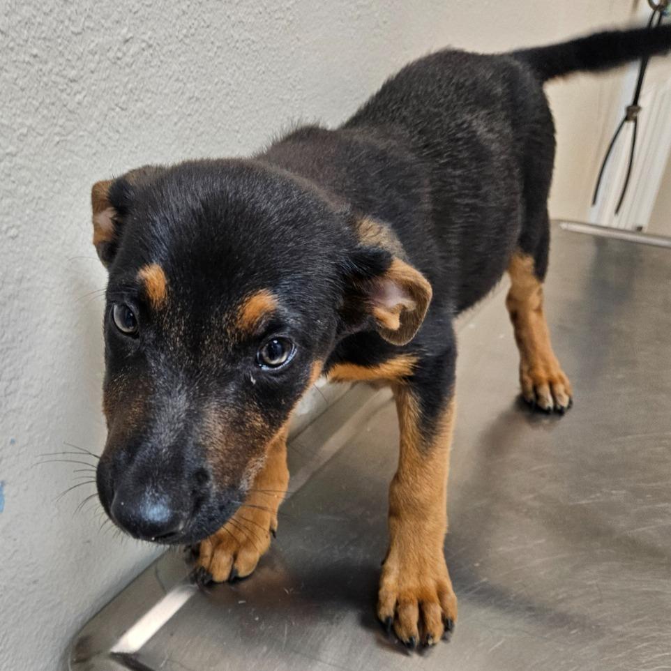 Madchen(Buddy Trail Puppy 2), Adoptable, Puppy Female German Shepherd Dog & Australian Cattle Dog / Blue Heeler.