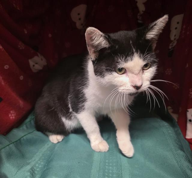 Enlarge PINKY, a Adoptable Domestic Short Hair in Winter Haven, FL image 1/1