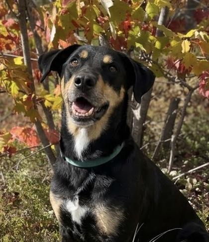 Enlarge Major, a Adoptable mixed breed in Gwinn, MI image 1/1