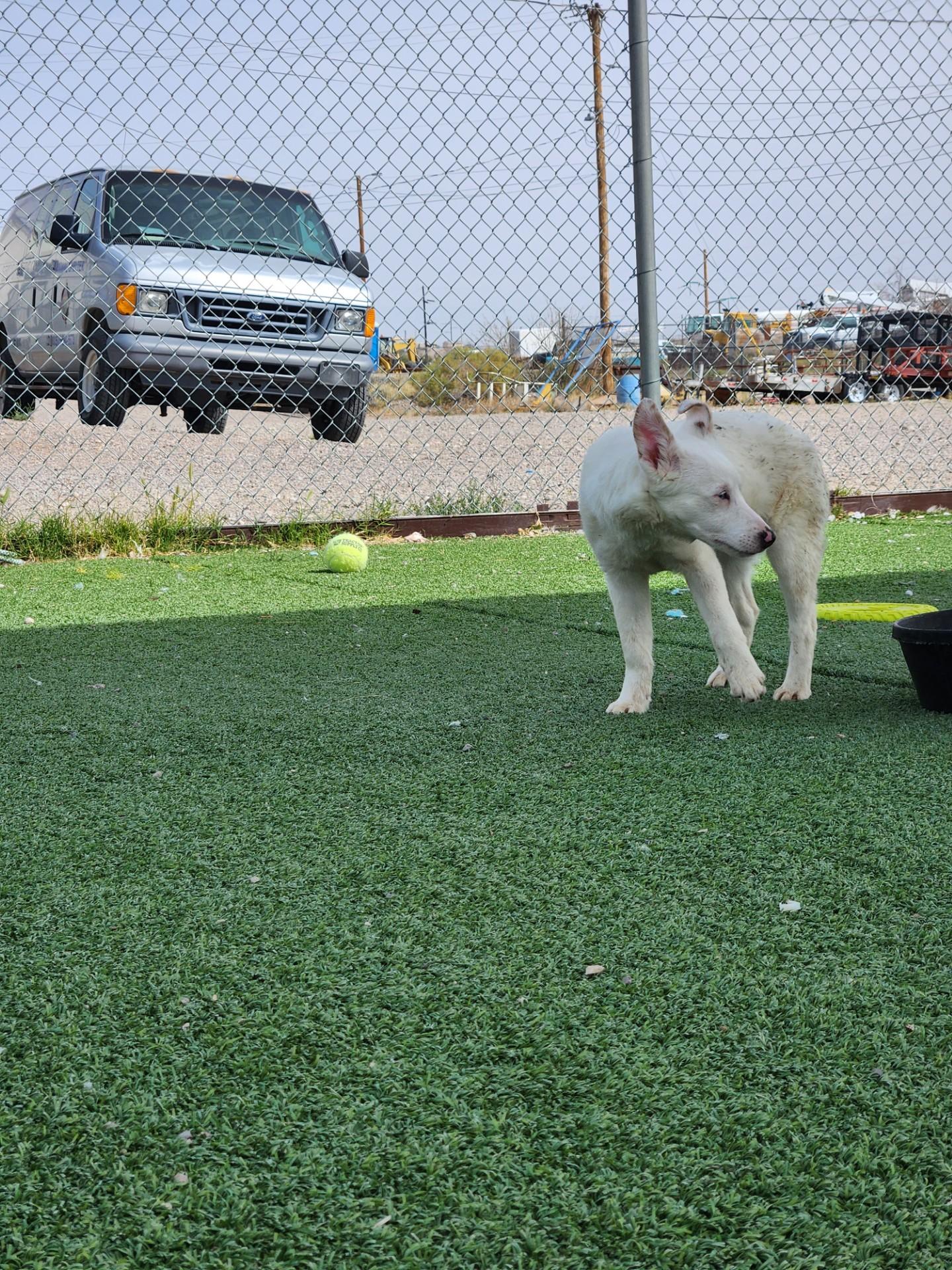 Enlarge Louise, a ADOPTABLE Australian Shepherd in Truth or Consequences , NM image 2/3