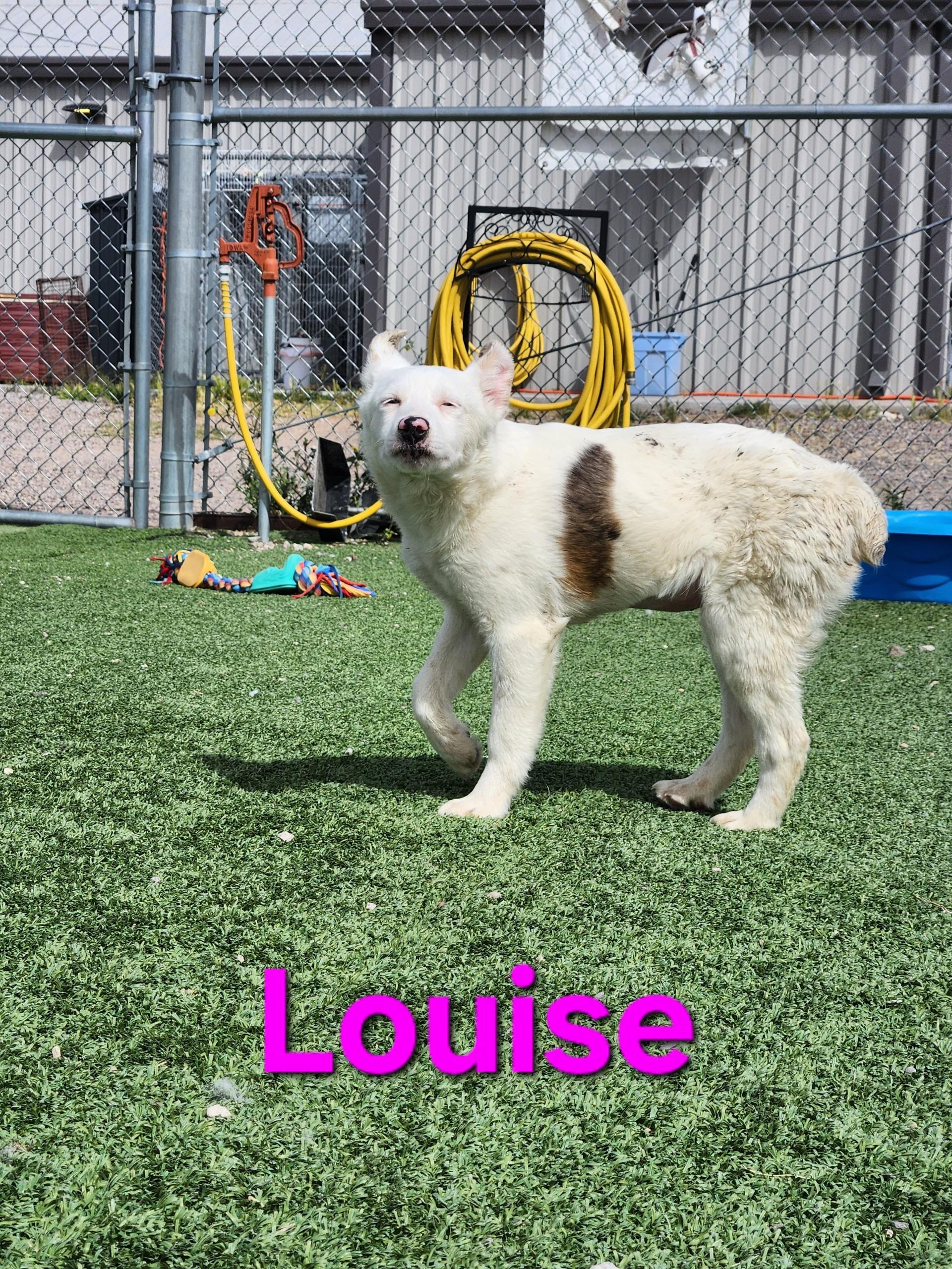 Louise, ADOPTABLE, Young Female Australian Shepherd.