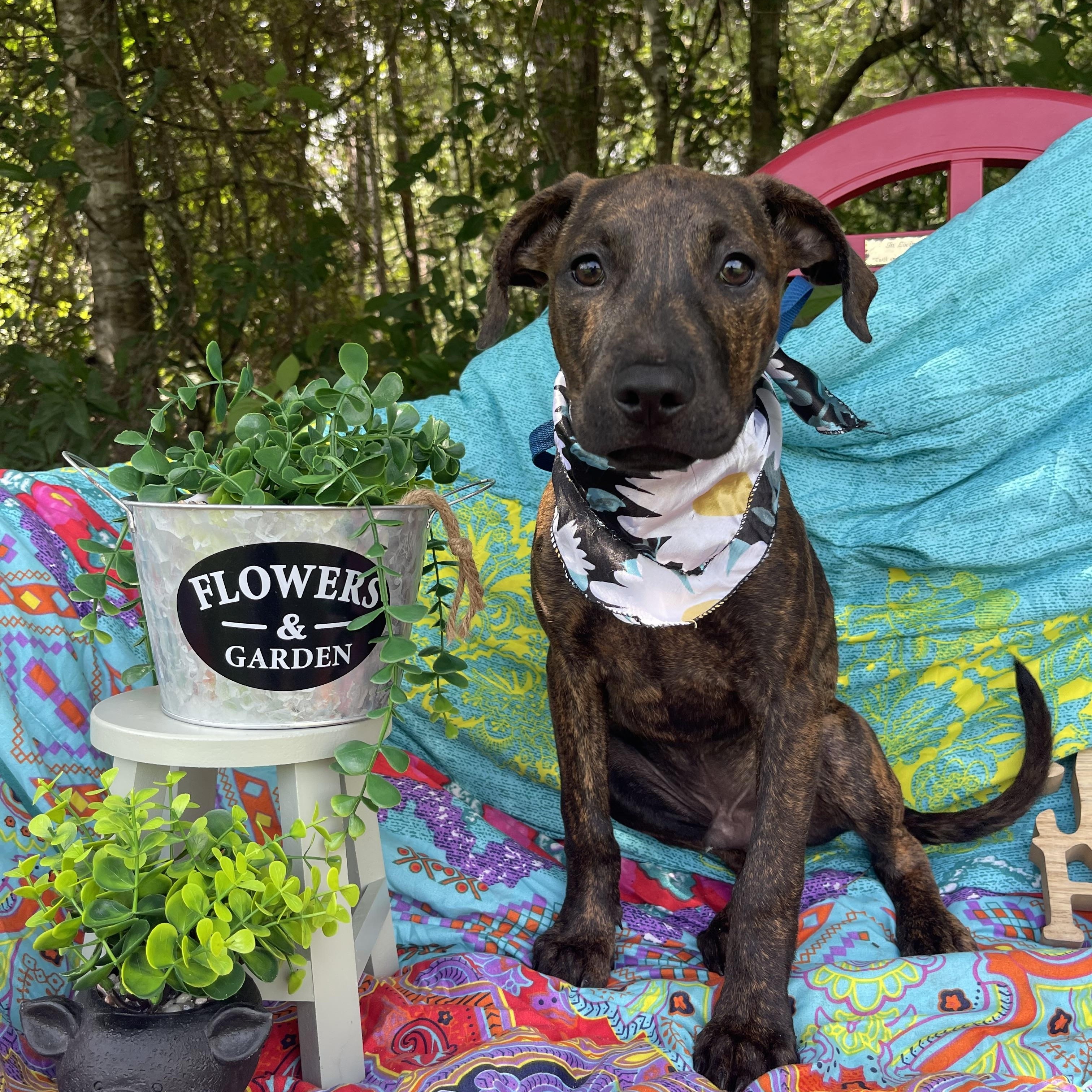 Mars, an adopted mixed breed in Sebring, FL image 3/3