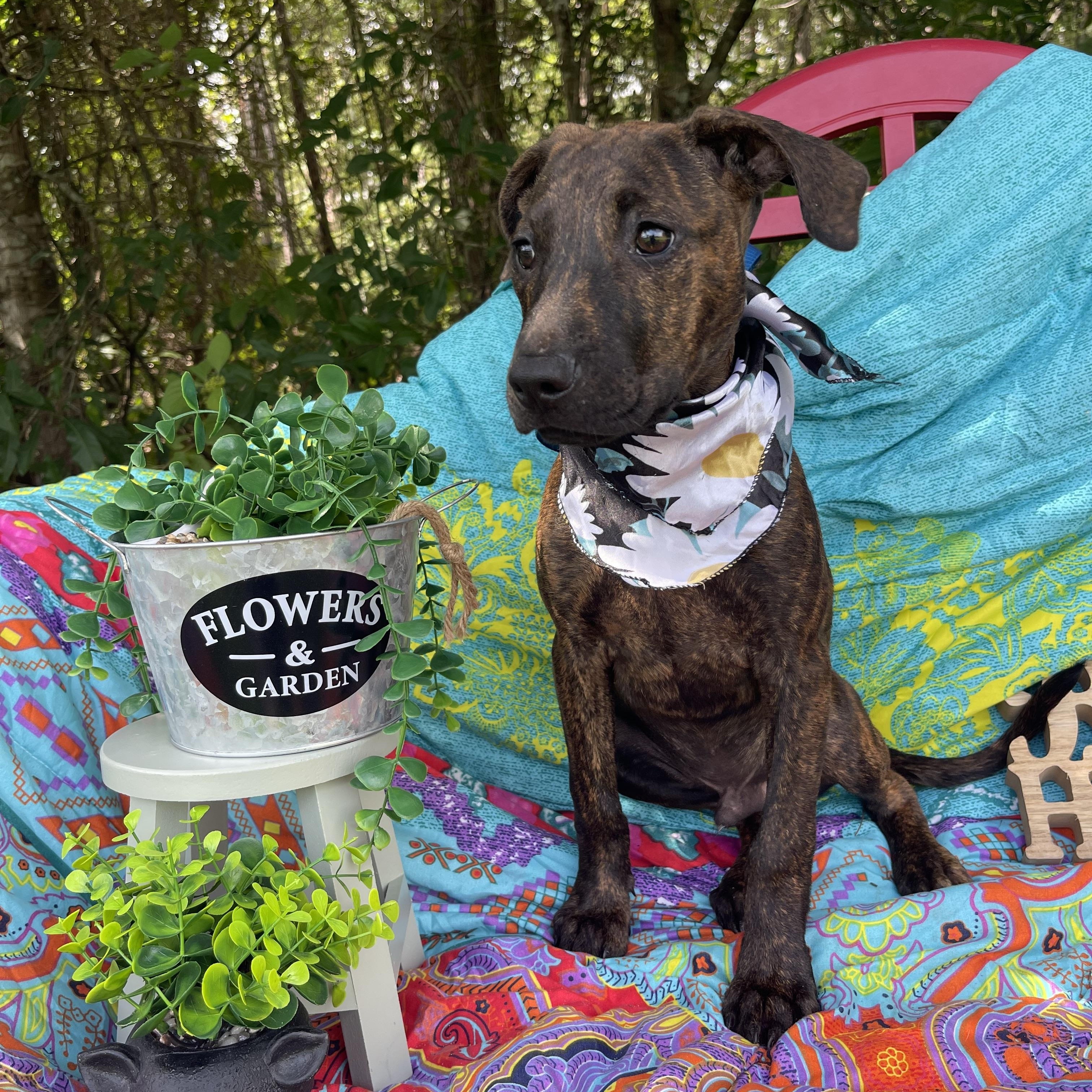 Mars, an adopted mixed breed in Sebring, FL image 2/3