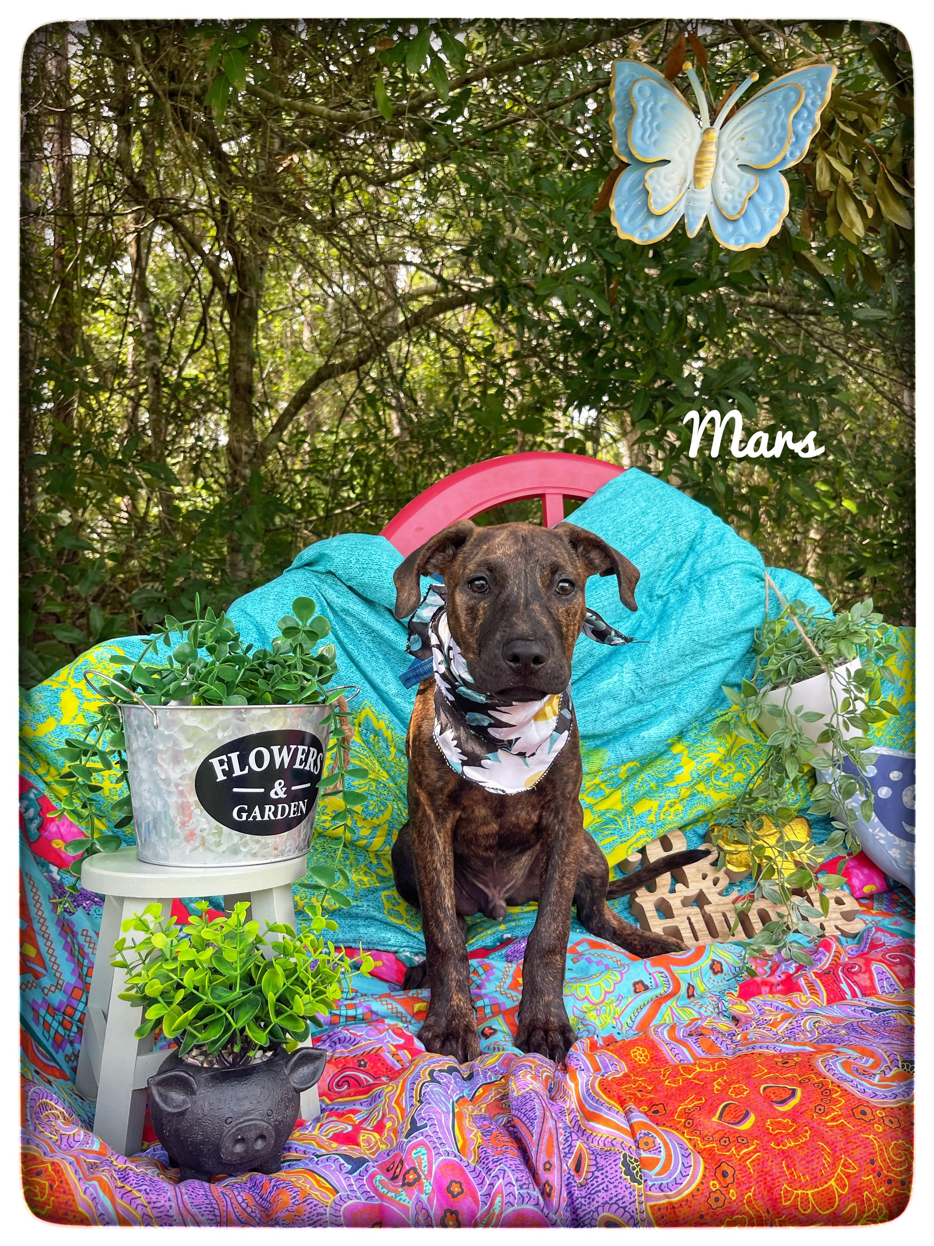 Mars, adopted, Puppy Male Mountain Cur.