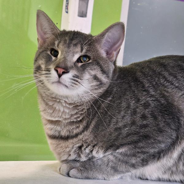 Enlarge Little Bit -- Bonded Buddy With Lena, a Adoptable mixed breed in Des Moines, IA image 1/6