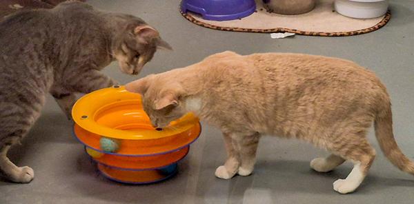 Enlarge Little Bit -- Bonded Buddy With Lena, a Adoptable mixed breed in Des Moines, IA image 2/6