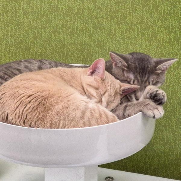 Enlarge Little Bit -- Bonded Buddy With Lena, a Adoptable mixed breed in Des Moines, IA image 3/6