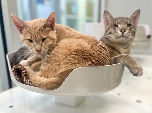 Enlarge Little Bit -- Bonded Buddy With Lena, a Adoptable mixed breed in Des Moines, IA image 4/6