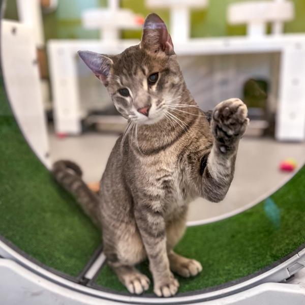 Enlarge Little Bit -- Bonded Buddy With Lena, a Adoptable mixed breed in Des Moines, IA image 5/6