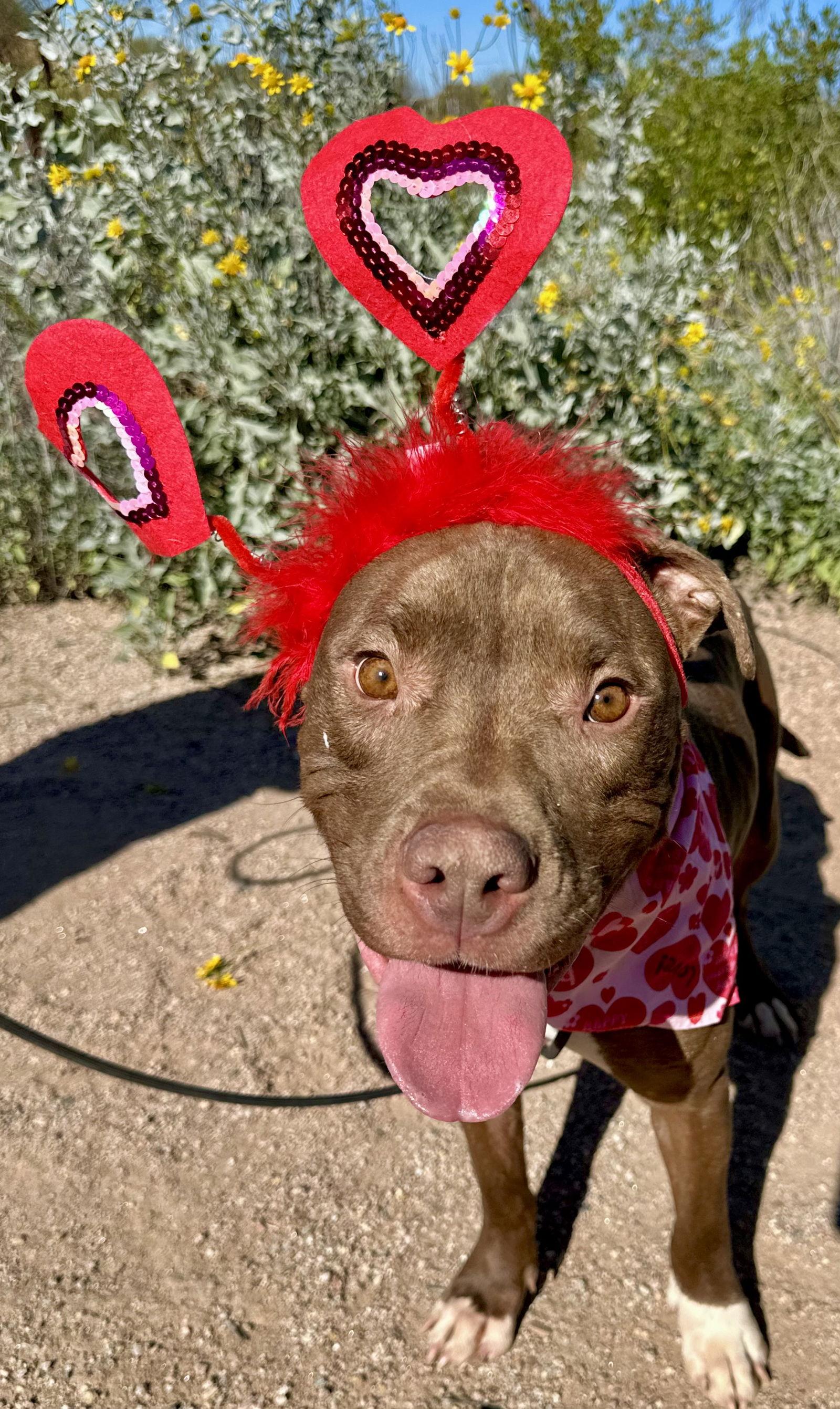 Marky Mark, a Adoptable Pit Bull Terrier in Chandler, AZ image 1/3