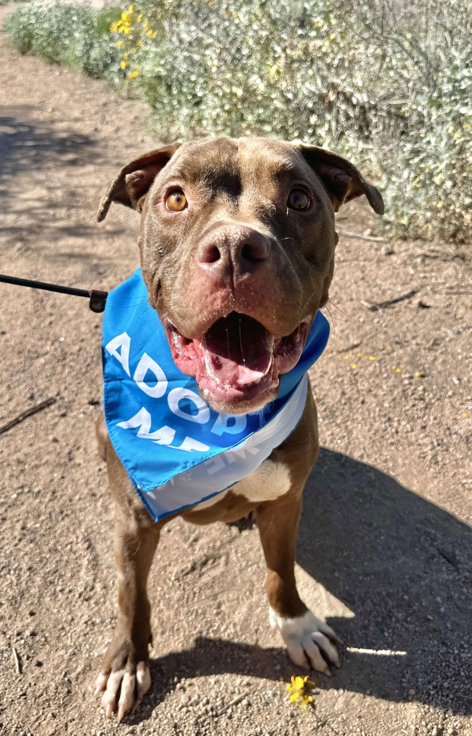 Marky Mark, a Adoptable Pit Bull Terrier in Chandler, AZ image 2/3