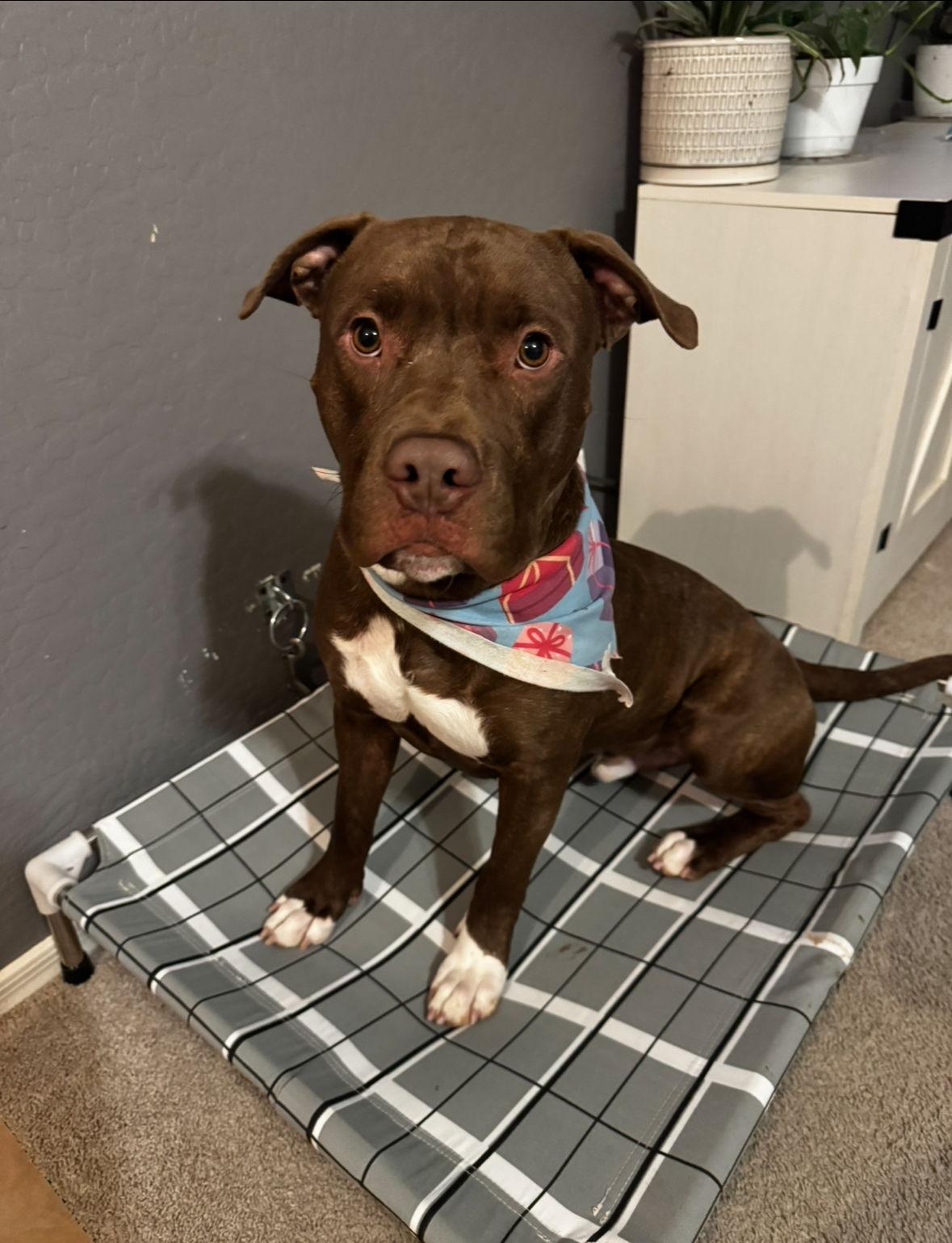 Marky Mark, a Adoptable Pit Bull Terrier in Chandler, AZ image 3/3