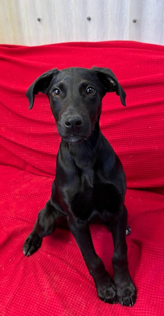 Enlarge Banksy, a Adoptable Labrador Retriever in Luling, TX image 1/1