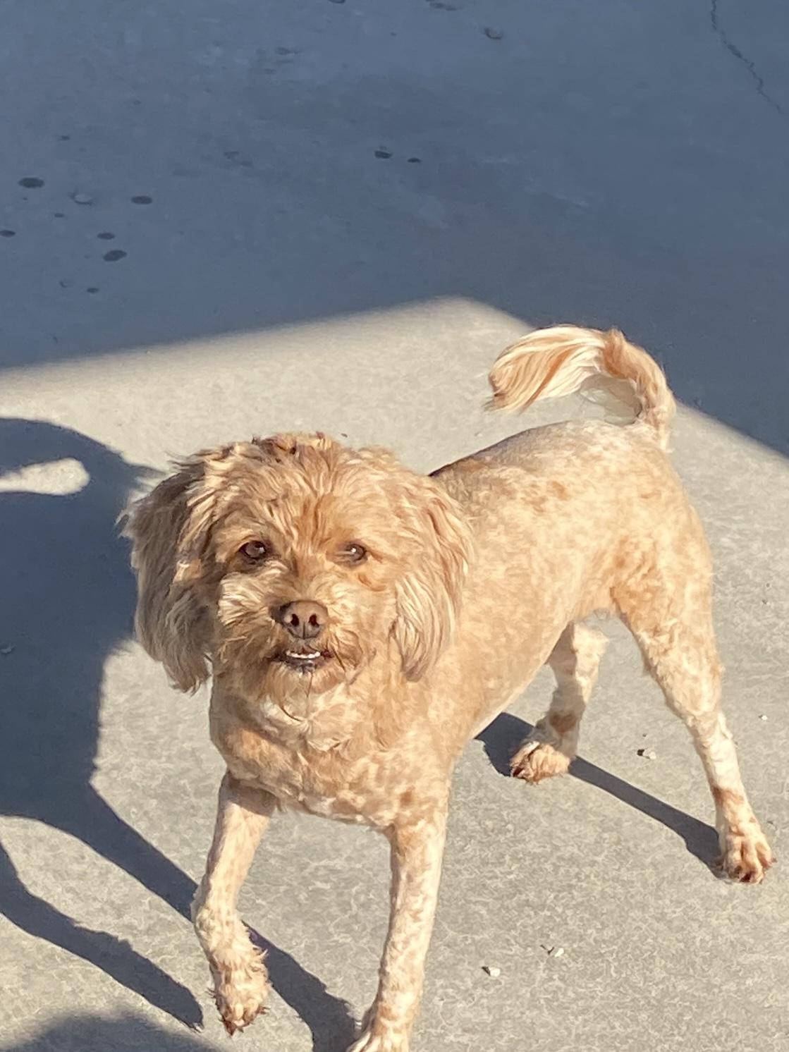 Enlarge Ellie, an adopted mixed breed in Hartford, KY image 3/3