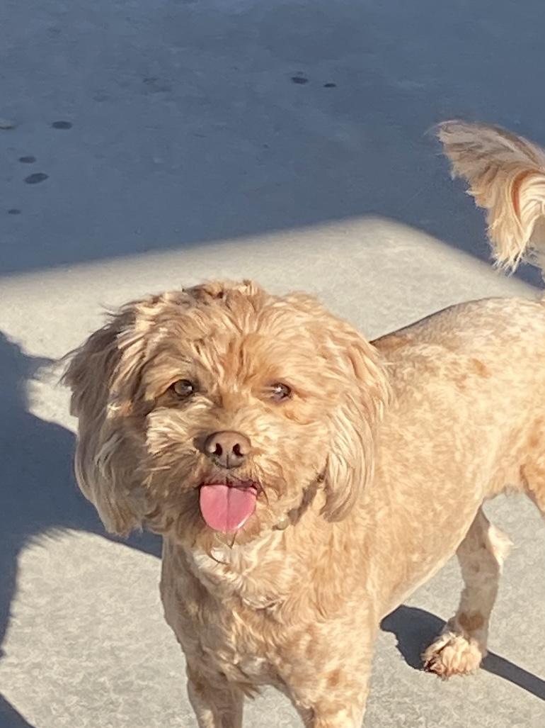 Enlarge Ellie, an adopted mixed breed in Hartford, KY image 2/3