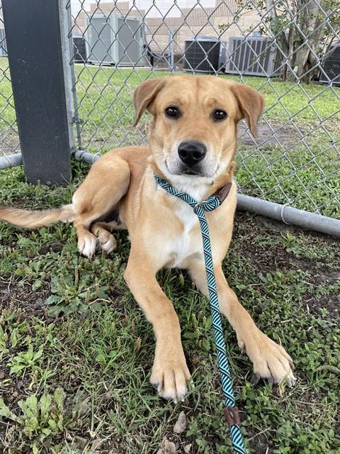 Enlarge ACURA, a Adoptable mixed breed in Corpus Christi, TX image 1/1