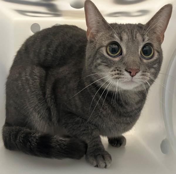 Nina, Adoptable, Adult Female Domestic Short Hair.