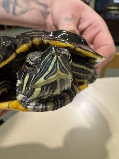 Take Off, a ADOPTABLE Red-Eared Slider in Williamsport, PA image 2/3
