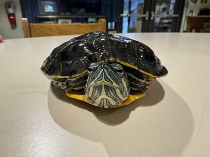 Take Off, ADOPTABLE, Adult Male Red-Eared Slider.