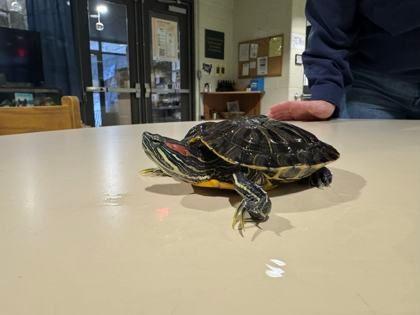 Take Off, a ADOPTABLE Red-Eared Slider in Williamsport, PA image 3/3