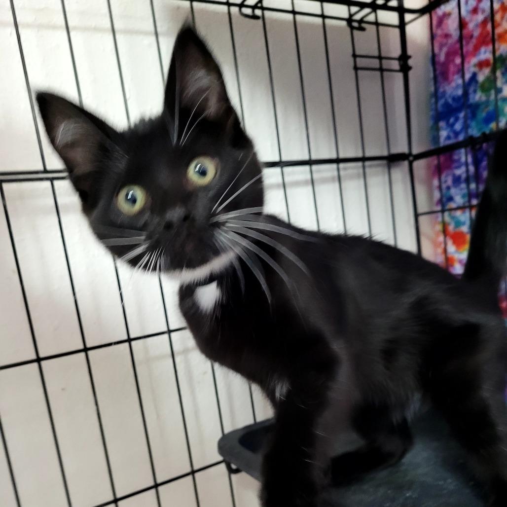 Joan (black), Adoptable, Kitten Female Domestic Short Hair.
