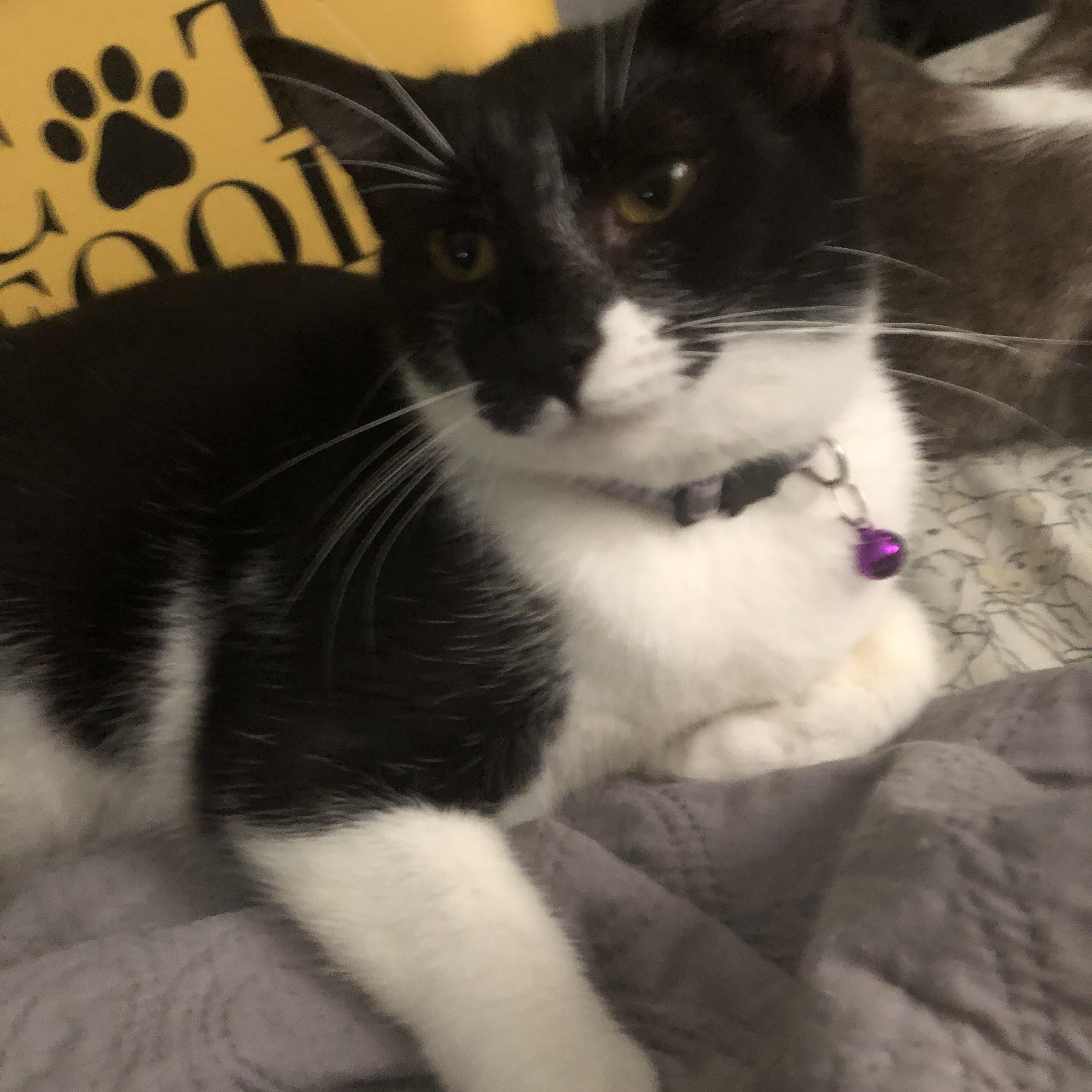 Mystique, a Adoptable Tuxedo in Pittsfield, MA image 4/5