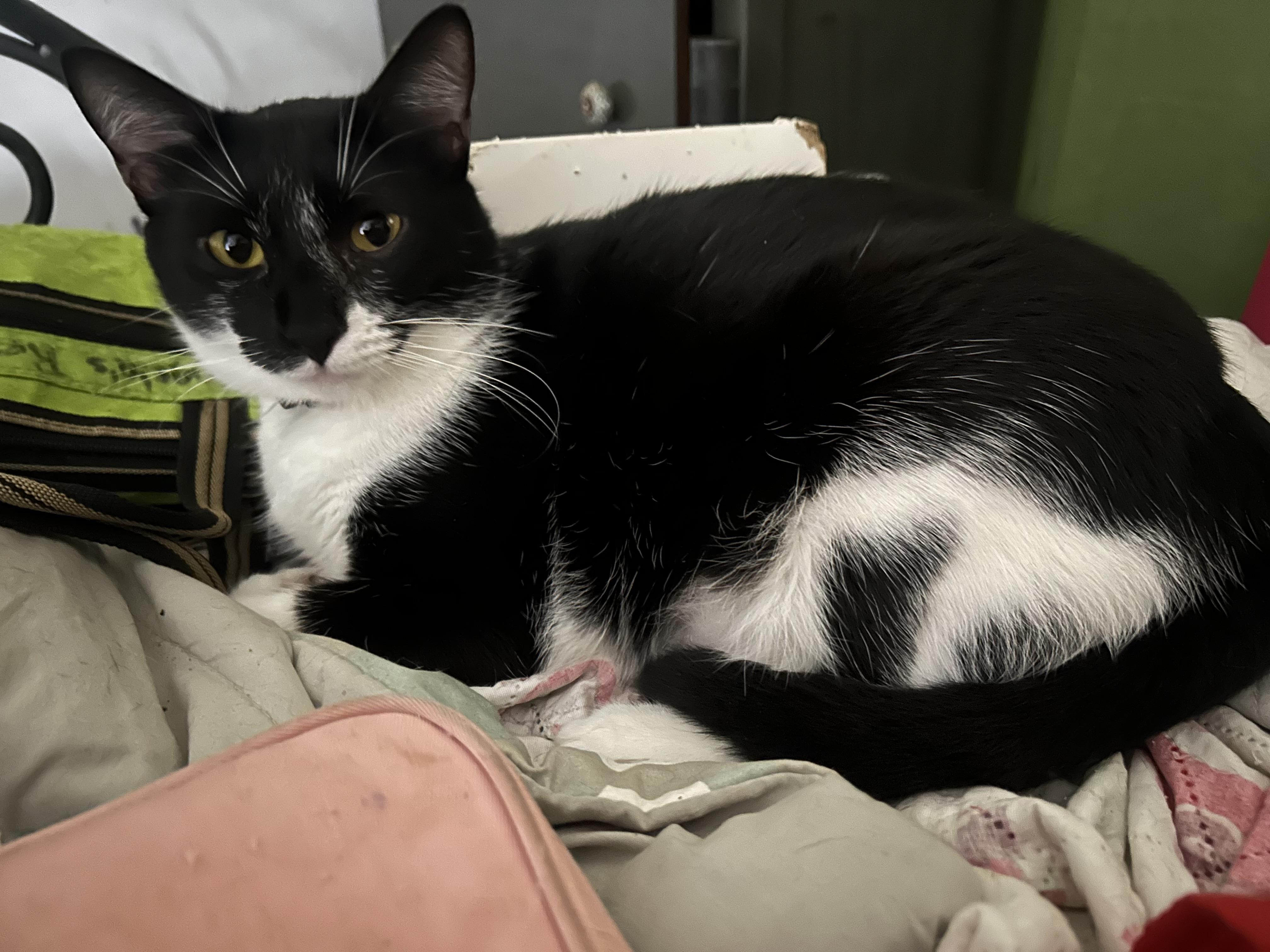 Mystique, a Adoptable Tuxedo in Pittsfield, MA image 2/5
