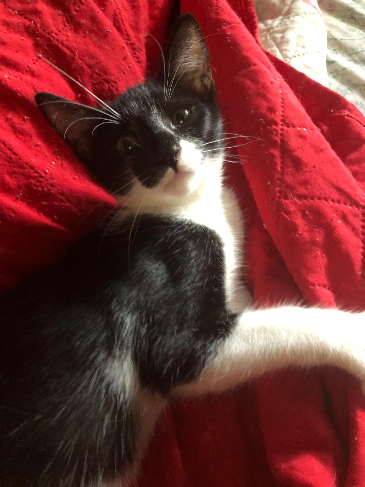 Mystique, a Adoptable Tuxedo in Pittsfield, MA image 5/5