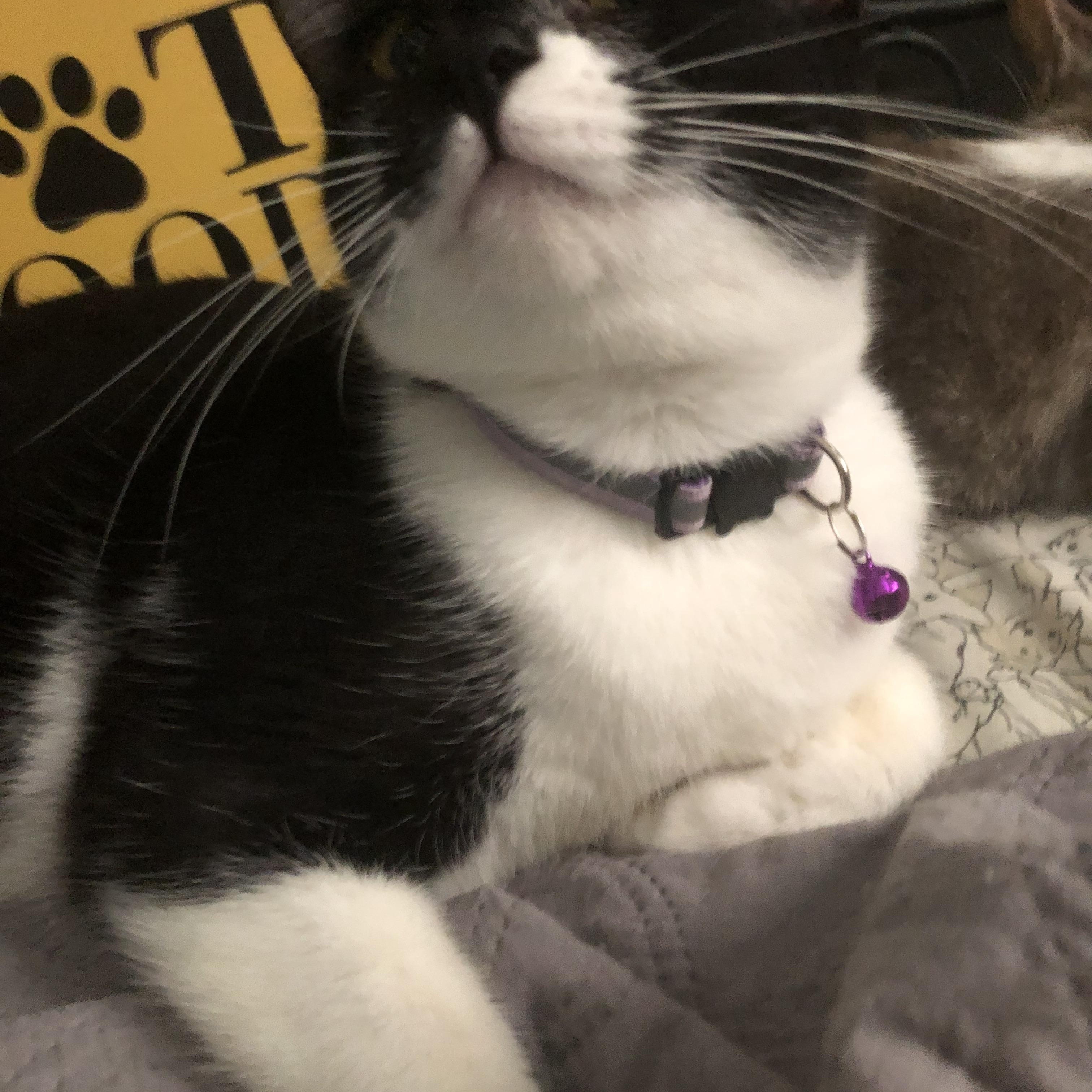 Mystique, a Adoptable Tuxedo in Pittsfield, MA image 3/5