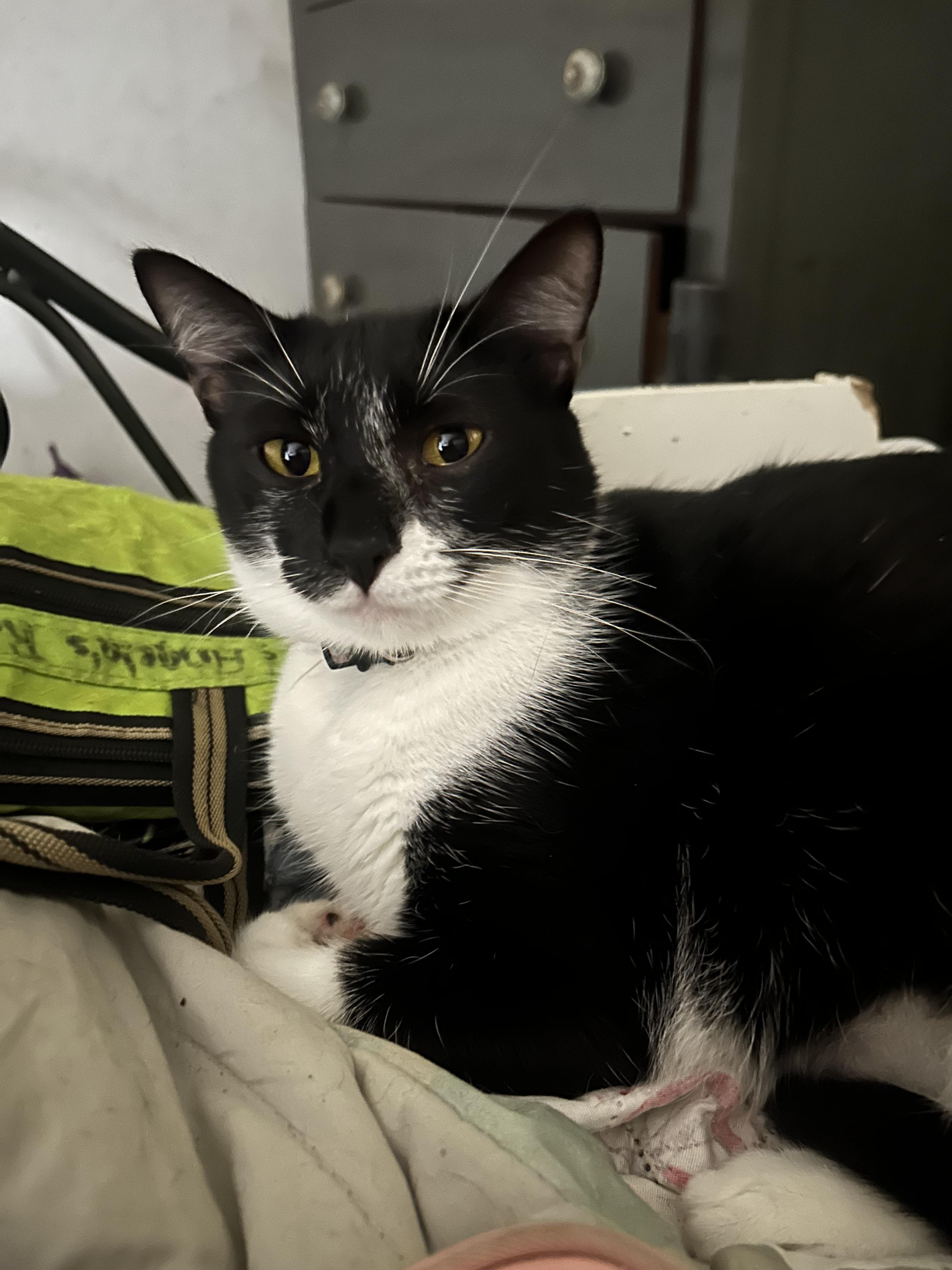 Mystique, an adoptable Tuxedo in Pittsfield, MA, 01201 | Photo Image 1