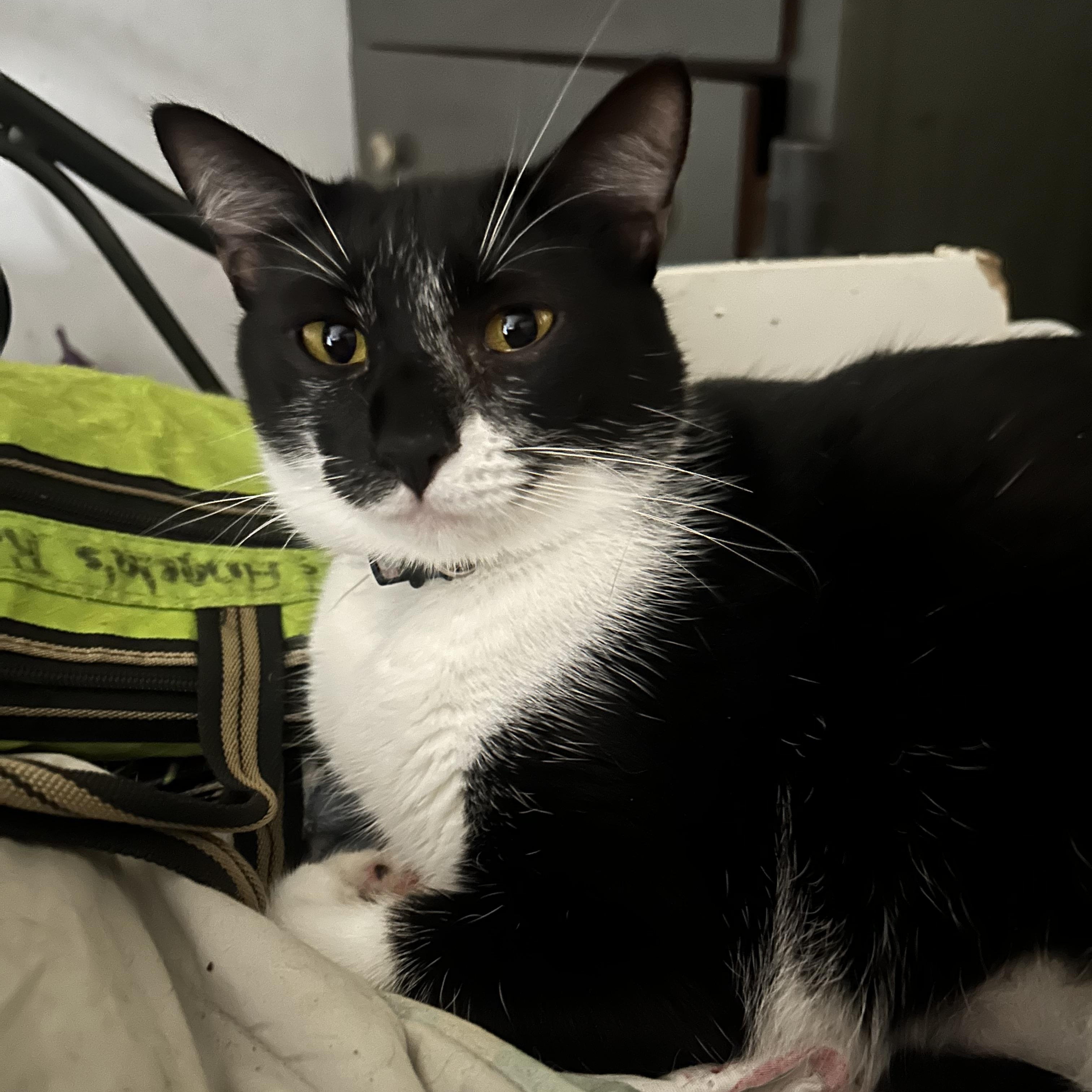 Mystique, a Adoptable Tuxedo in Windsor Locks, CT image 1/5