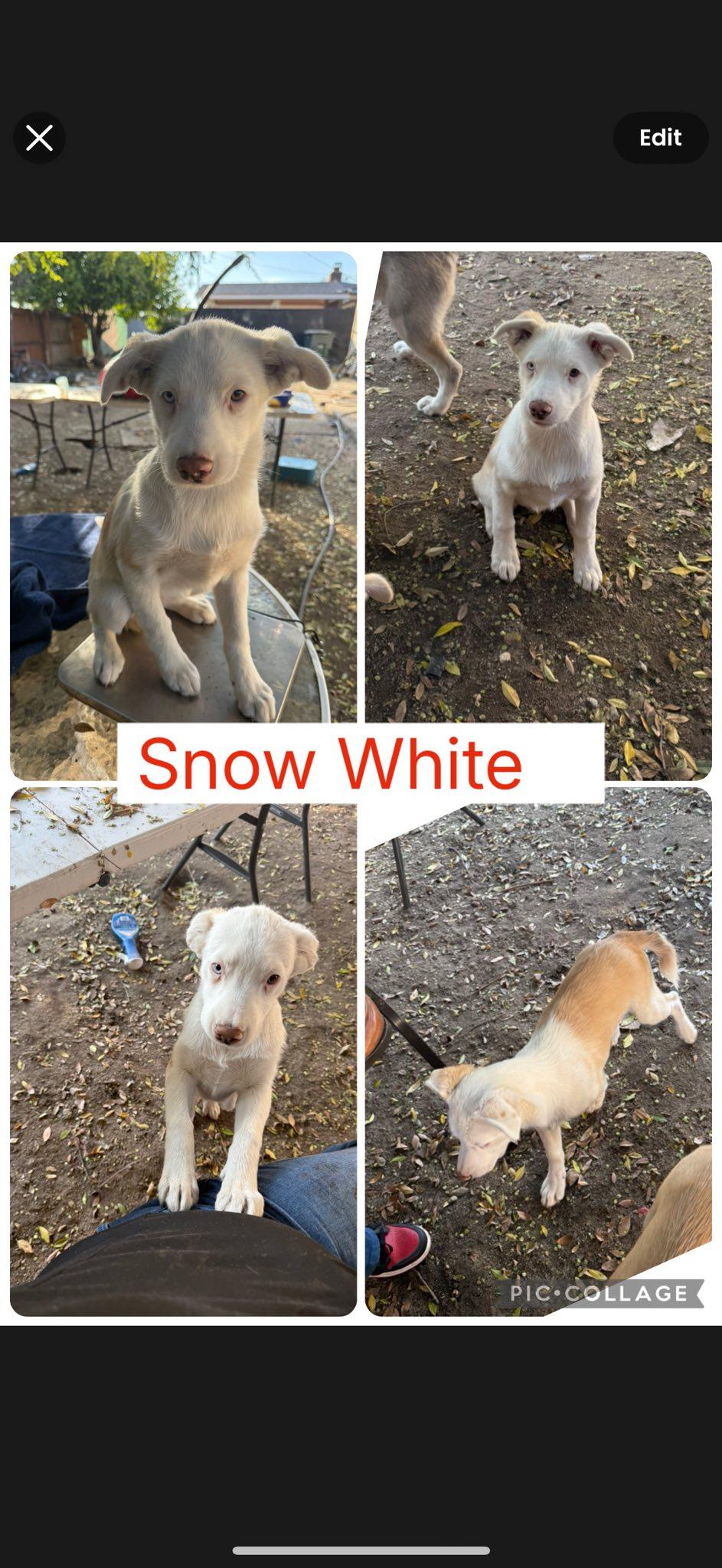 Enlarge Snow White, a ADOPTABLE mixed breed in Agua Dulce, CA image 1/1